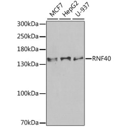 RNF40 Rabbit pAb