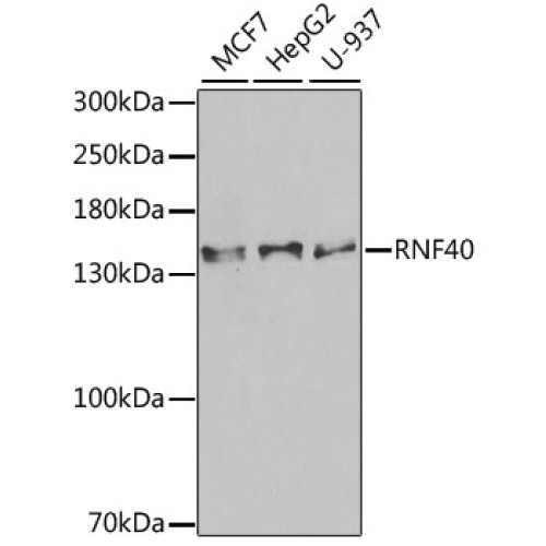 RNF40 Rabbit pAb