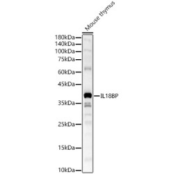 IL18BP Rabbit pAb