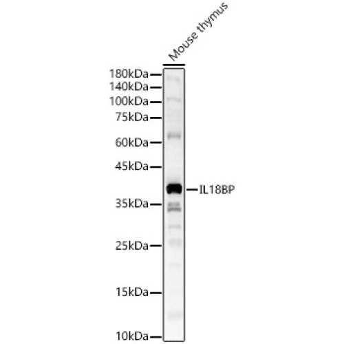 IL18BP Rabbit pAb
