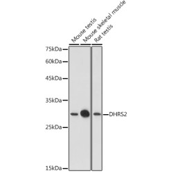 DHRS2 Rabbit pAb