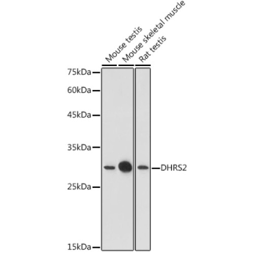 DHRS2 Rabbit pAb