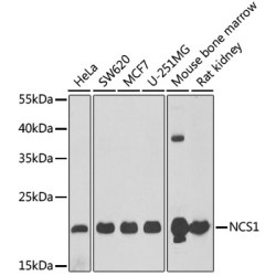 NCS1 Rabbit pAb