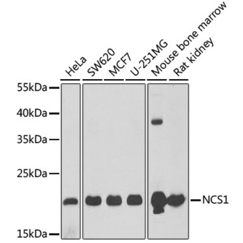 NCS1 Rabbit pAb