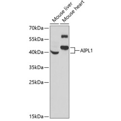 AIPL1 Rabbit pAb