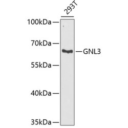 GNL3 Rabbit pAb