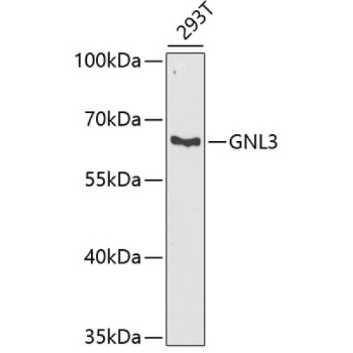 GNL3 Rabbit pAb