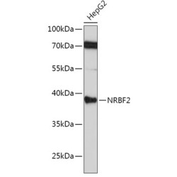 [KO Validated] NRBF2 Rabbit pAb