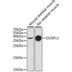 DUSP13 Rabbit pAb