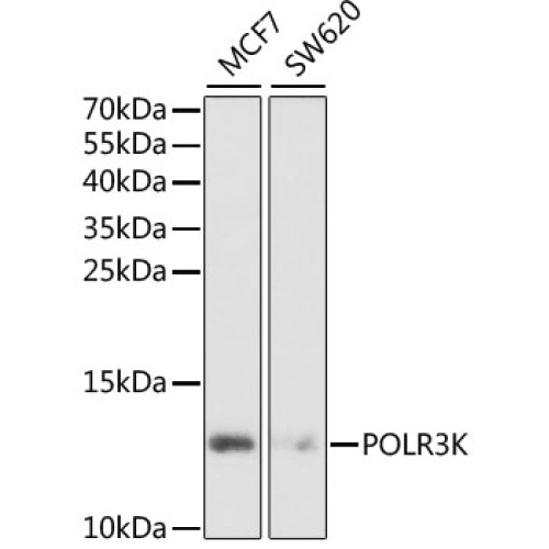 POLR3K Rabbit pAb