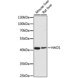 HAO1/GOX Rabbit pAb