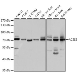 ACSS2 Rabbit pAb