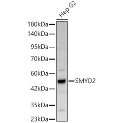 SMYD2 Rabbit pAb