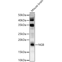 NGB Rabbit pAb