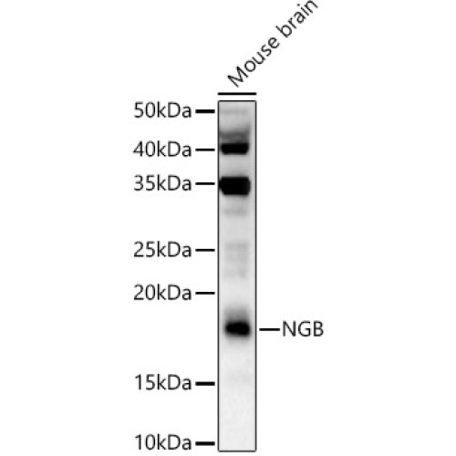 NGB Rabbit pAb
