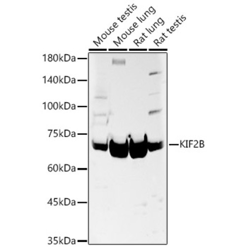KIF2B Rabbit pAb