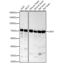 LNX1 Rabbit pAb