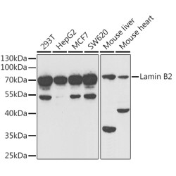 Lamin B2 Rabbit pAb