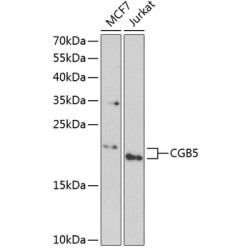 CGB5 Rabbit pAb