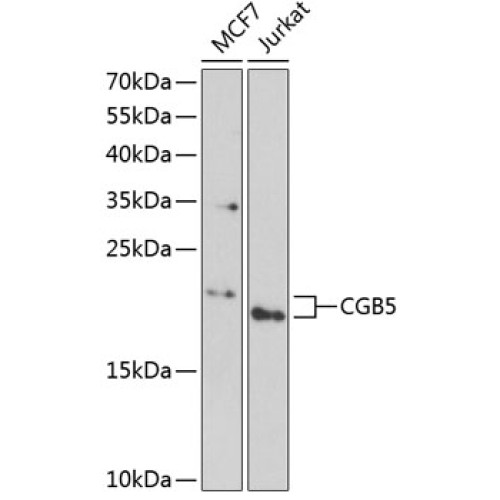 CGB5 Rabbit pAb