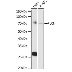 FLCN Rabbit pAb