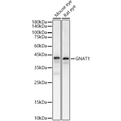 GNAT1 Rabbit pAb