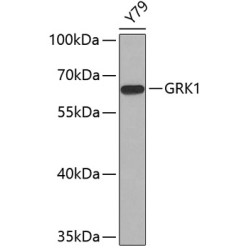 GRK1 Rabbit pAb
