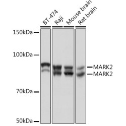 MARK2 Rabbit mAb