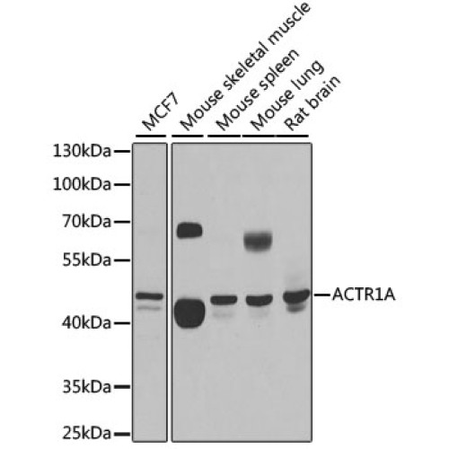 ACTR1A Rabbit pAb