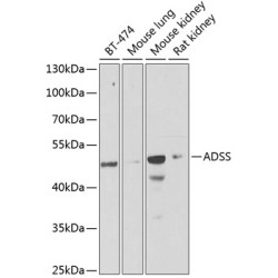 ADSS Rabbit pAb