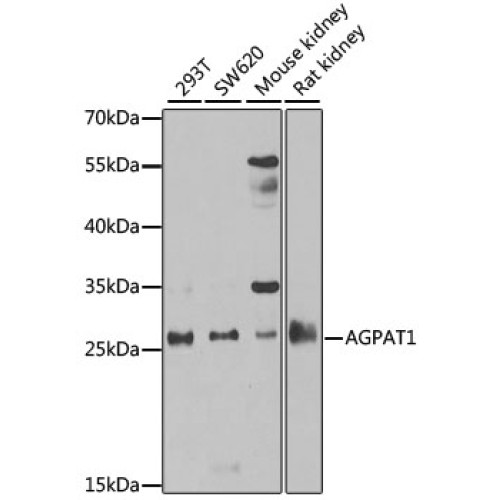 AGPAT1 Rabbit pAb
