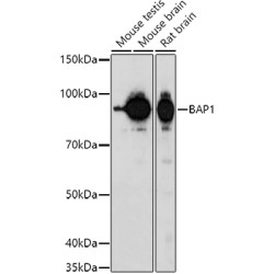 BAP1 Rabbit pAb