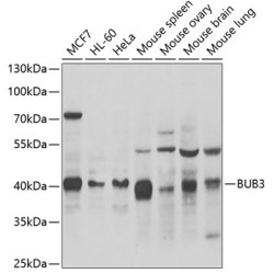 BUB3 Rabbit pAb