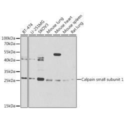 Calpain small subunit 1 Rabbit pAb