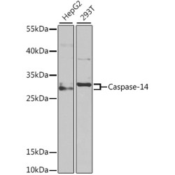 Caspase-14 Rabbit pAb