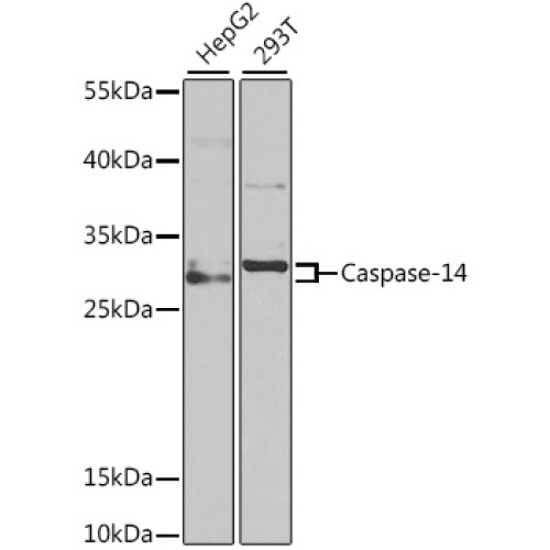 Caspase-14 Rabbit pAb