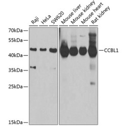CCBL1 Rabbit pAb