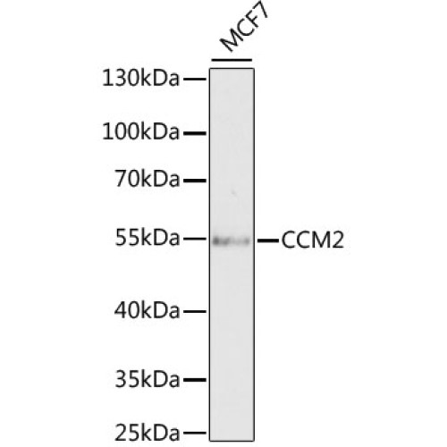 CCM2 Rabbit pAb