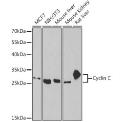 Cyclin C Rabbit pAb