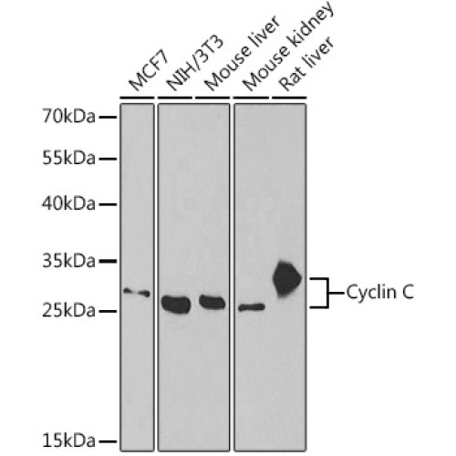 Cyclin C Rabbit pAb