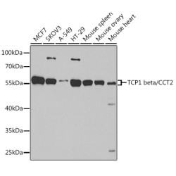 TCP1 beta/CCT2 Rabbit pAb
