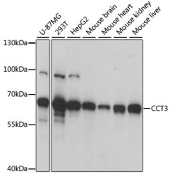 CCT3 Rabbit pAb