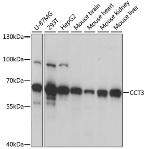 CCT3 Rabbit pAb