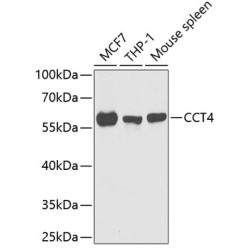 CCT4 Rabbit pAb