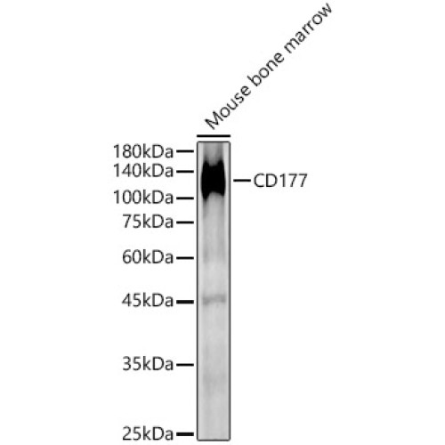 CD177 Rabbit pAb