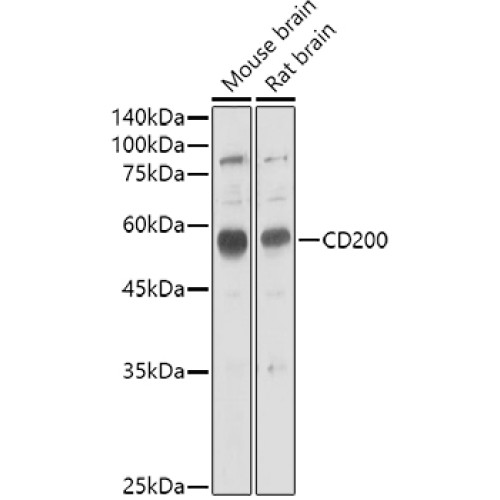 CD200 Rabbit pAb