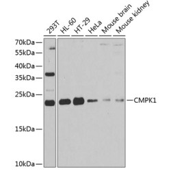 CMPK1 Rabbit pAb