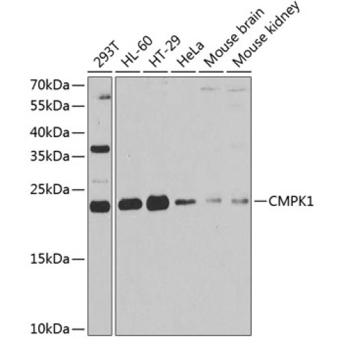 CMPK1 Rabbit pAb