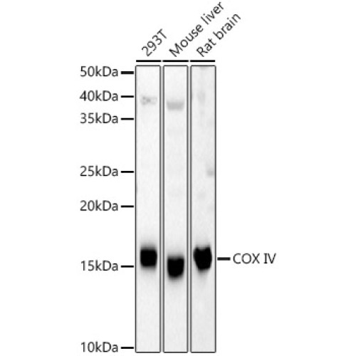 COX IV Rabbit pAb
