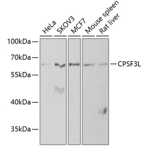 CPSF3L Rabbit pAb